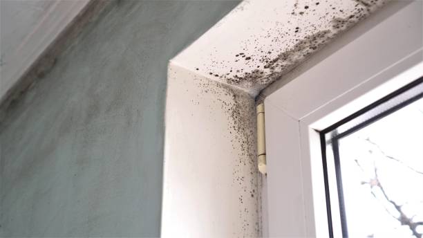 Mold Removal Process in The Crossings, FL