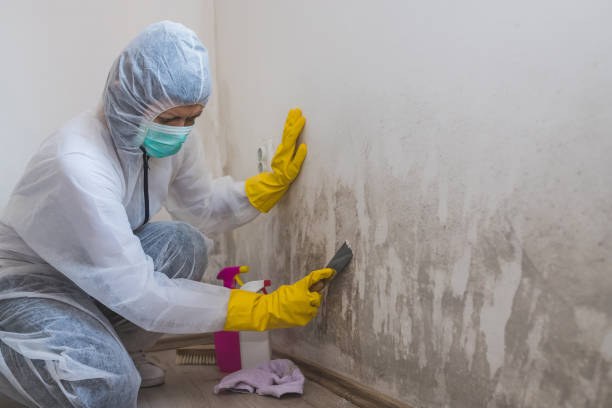 Best Certified Mold Removal  in The Crossings, FL