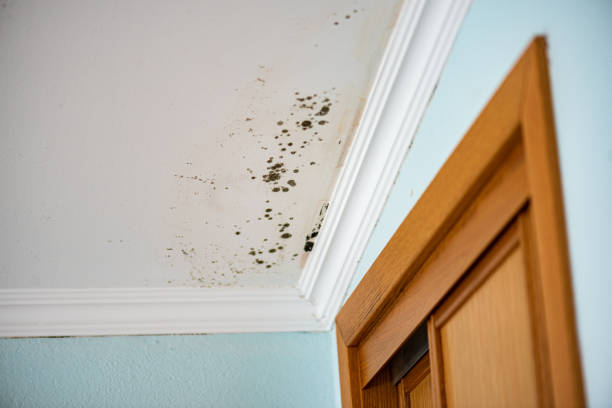 Best Mold Remediation  in The Crossings, FL