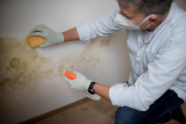 Best Commercial Mold Removal  in The Crossings, FL