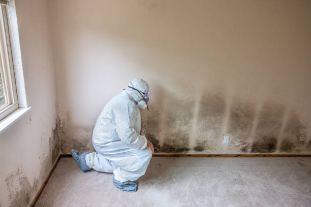 Mold Testing and Removal in The Crossings, FL