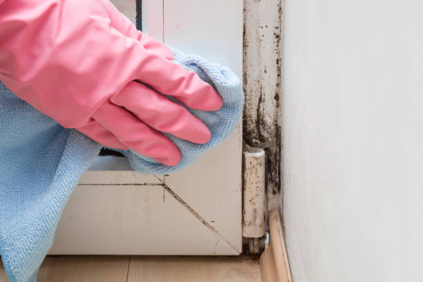 Home Mold Removal in The Crossings, FL