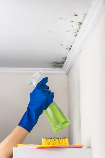 Best Mold Remediation Experts  in The Crossings, FL